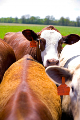 farm_10.jpg