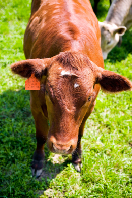 farm_11.jpg