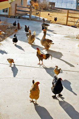 farm_14.jpg