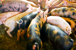 farm_9.jpg